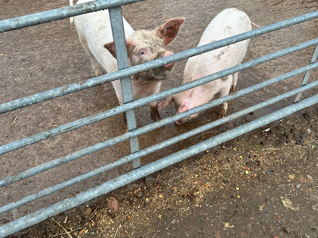 Willow Tree Family Farm-Shirebrook必去景点