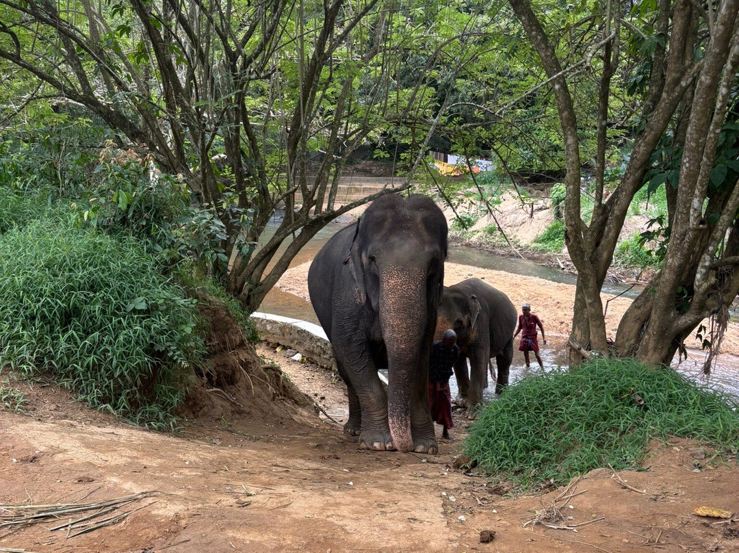 Elephant Freedom Project-凯格勒 必去景点