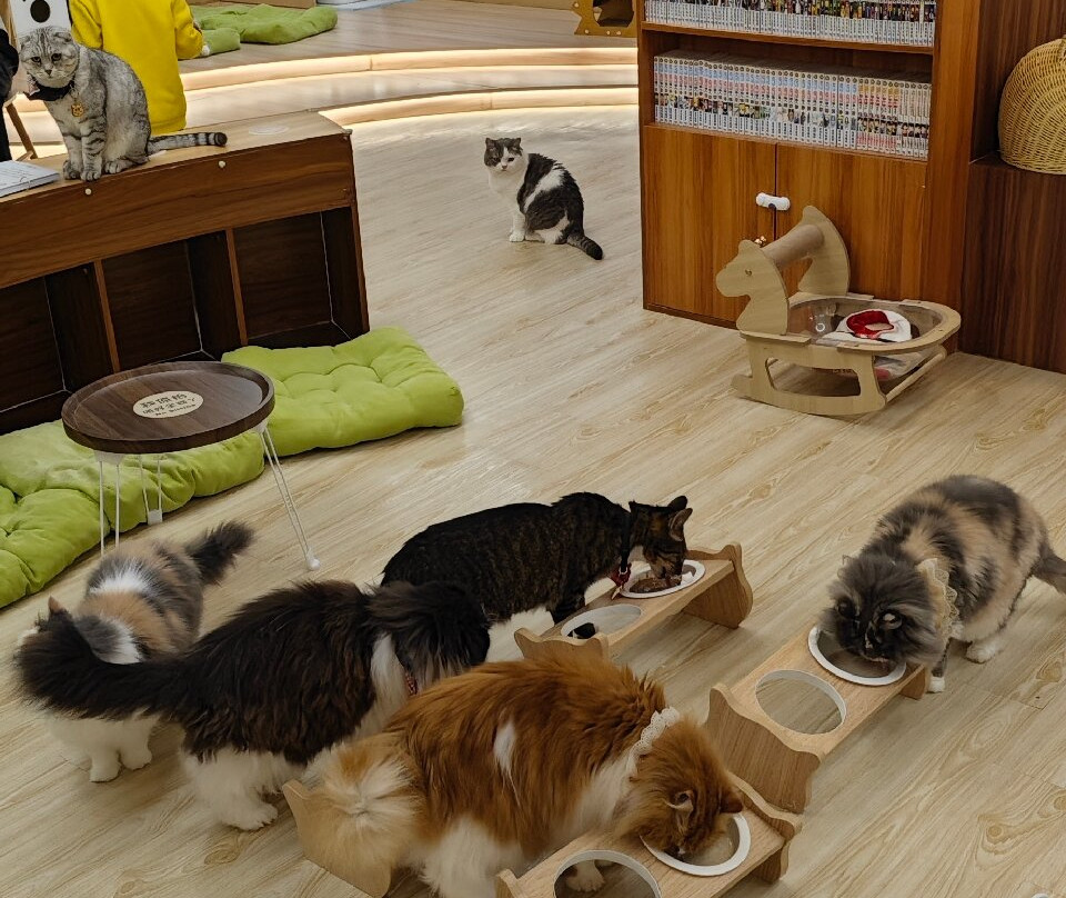 猫之茶房-香港必去景点