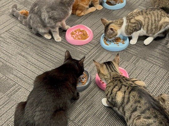 Neko Ngeru Cat Cafe-下赫特必去景点