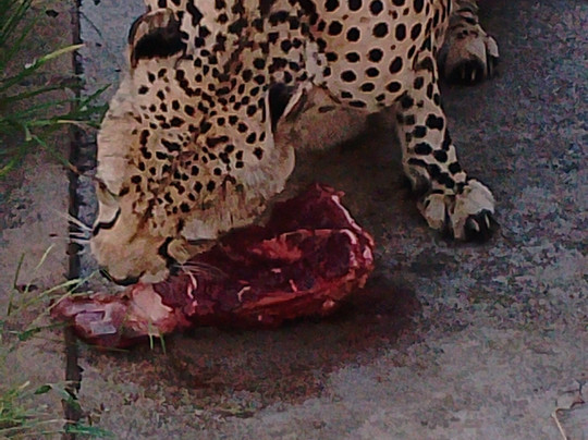 Lion and Cheetah Sanctuary-柯立南必去景点