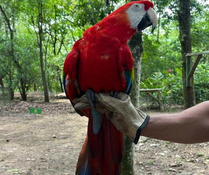 匹西拉高-Girardot必去景点