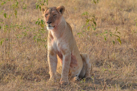 Nature's Land Safaris & Rentals-姆万扎必去景点