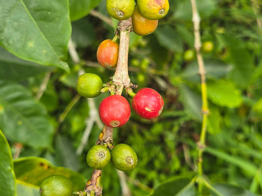 El Recuerdo Finca Cafetera Tradicional-萨伦托必去景点