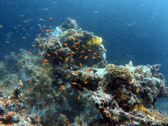 Filitheyo Dive Center-菲利兹优岛必去景点