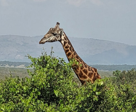 Akagera National Park Safari-Akagera必去景点