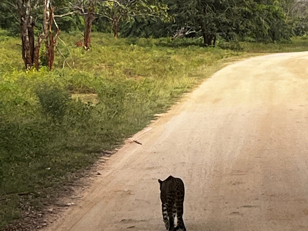 Sudu Yala Tusker Safari-蒂瑟默哈拉默必去景点