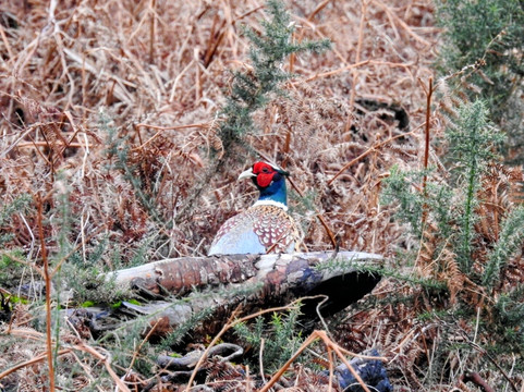 Hulne Park-阿尼克必去景点