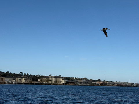 蒙特雷湾观鲸之旅-蒙特雷必去景点