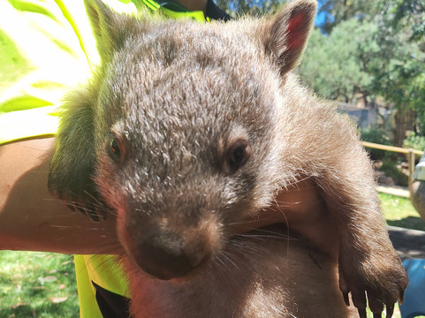 Jirrahlinga Dingo Conservation & Wildlife Education Centre-Chewton必去景点