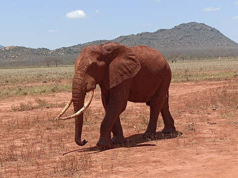 Kenya Safari Con Kassim Luigi-瓦塔木必去景点