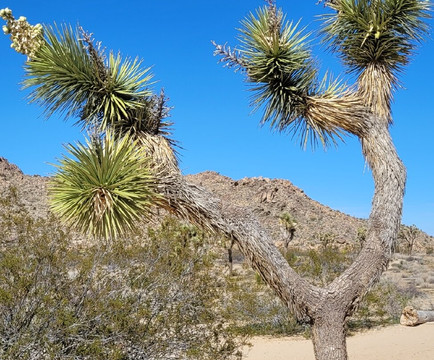 Joshua Tree National Park-约书亚树必去景点
