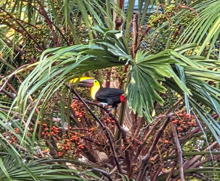 Tachiz Travel Costa Rica-Barva必去景点