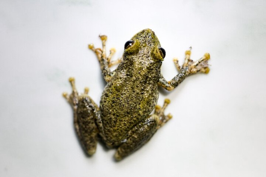 Manu Tour Operator  Expediciones Vilca-Manu必去景点