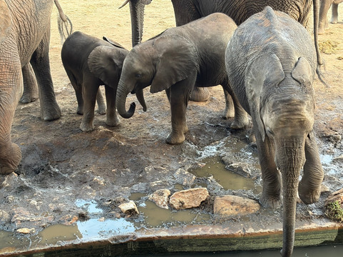 Northern Wild Hunters