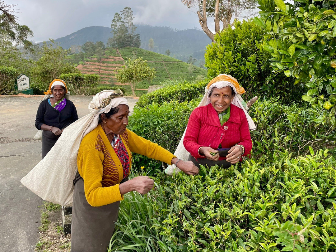 Lush Lanka Tours-Katugastota必去景点
