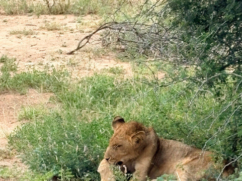 Discover Kruger Safaris-库马堤港必去景点