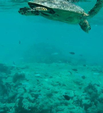 维利甘度岛海滩-维利甘度岛必去景点