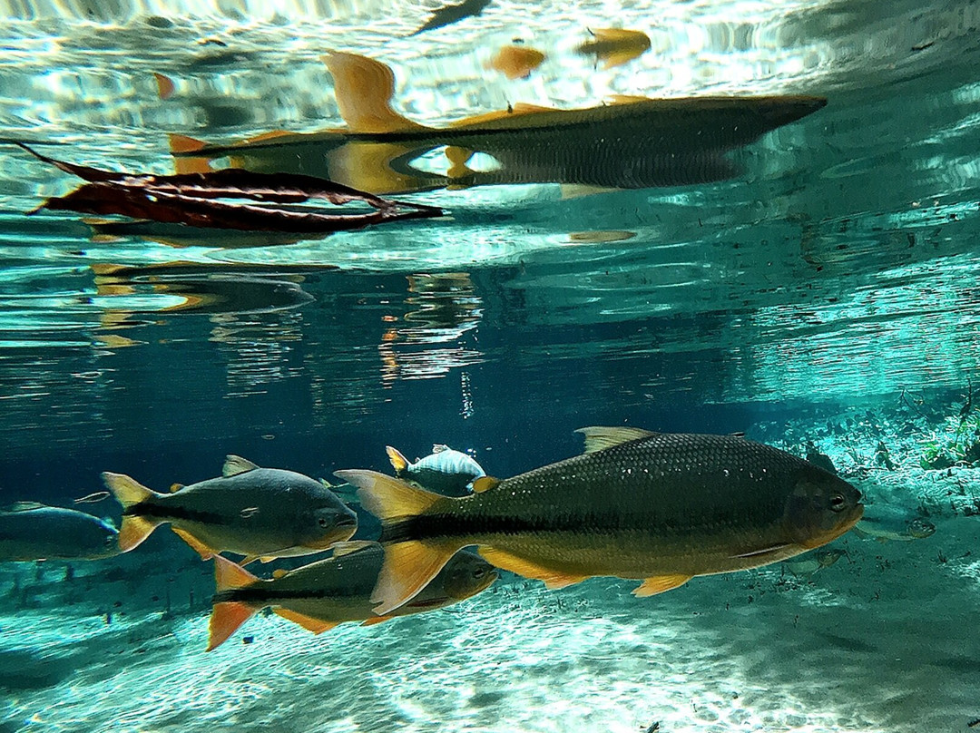 Flutuação Rio Triste-诺布里斯必去景点