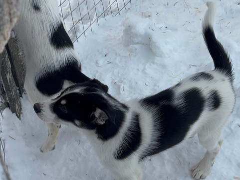 Hetta Huskies-Enontekiö必去景点