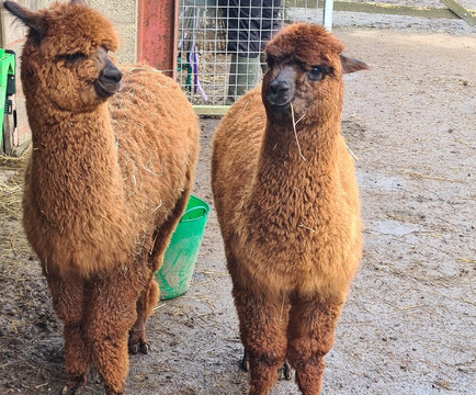 Pennybridge Farm Alpacas-胡克必去景点