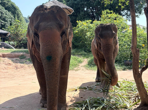Samui Elephant Sanctuary-波普特必去景点