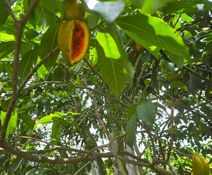 Jardín Botánico de Medellín-麦德林必去景点