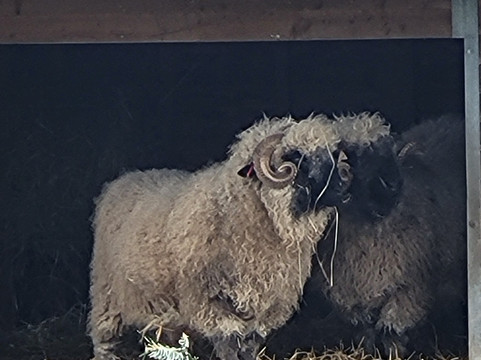The Web Adventure Park-Wigginton必去景点