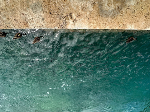 Somerset Bridge-百慕大必去景点