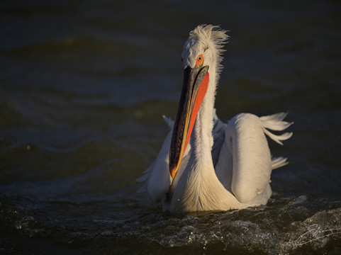 Greece Bird Tours-Marathon必去景点