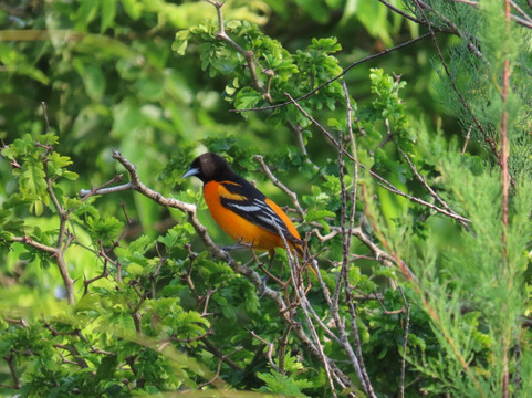 Quintana Neotropical Bird Sanctuary-Quintana必去景点