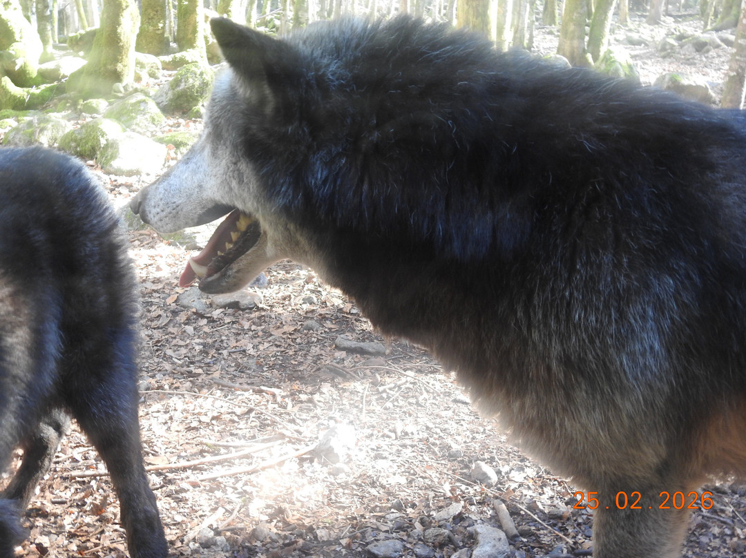 La Maison des Loups-奥尔吕必去景点