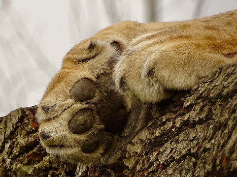 The Big Cat Sanctuary-Smarden必去景点
