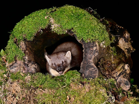 Scottish Photography Hides-Kirkcudbright必去景点