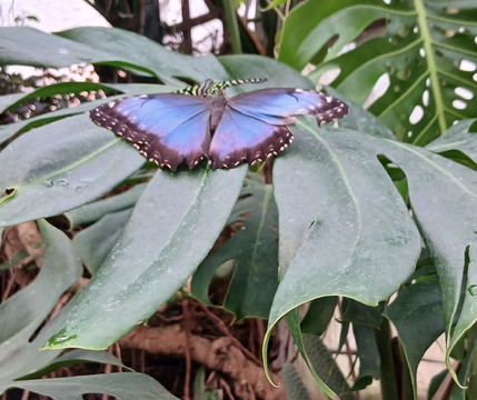 Stratford Butterfly Farm-埃文河畔斯特拉特福必去景点