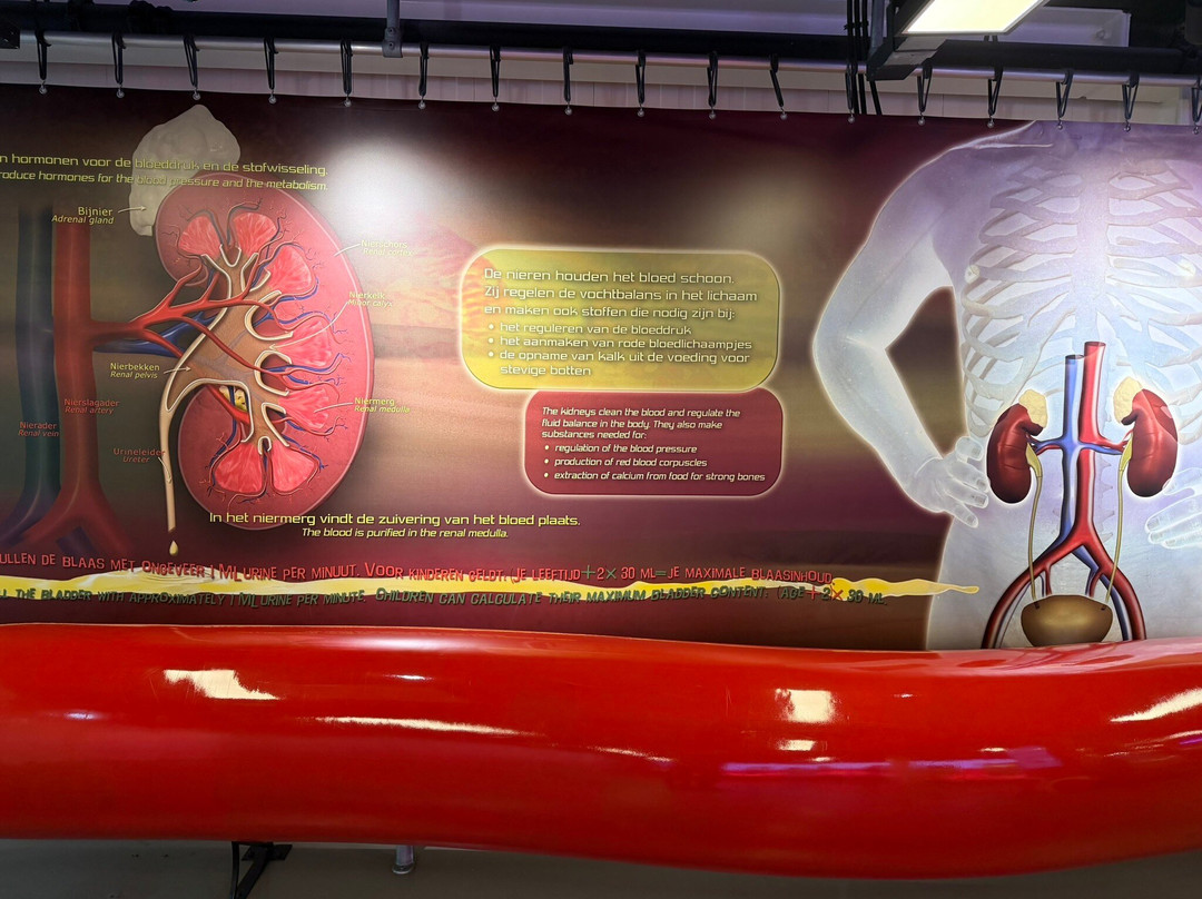 CORPUS 'journey through the human body'-乌赫斯特海斯特必去景点