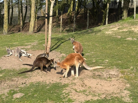 Zooparc Overloon-Overloon必去景点