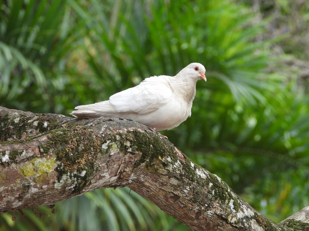 Jardin Botanico Nacional-Santo Domingo Province必去景点