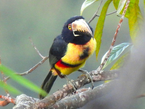 Manriquebirding-Minca必去景点