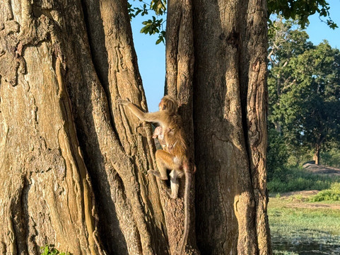 Udawalawe Lahiru Safari Guide Tours-乌达瓦拉维国家公园必去景点