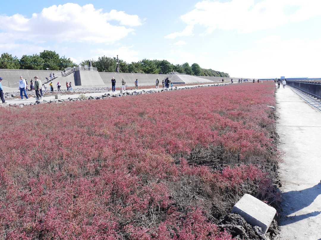 Suaeda Japonica Habitat-佐贺市必去景点