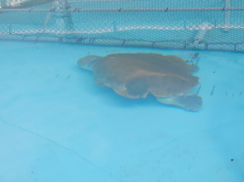 Sea Turtle Center