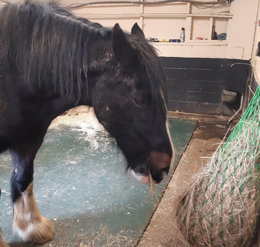 Rare Breeds Centre-Woodchurch必去景点