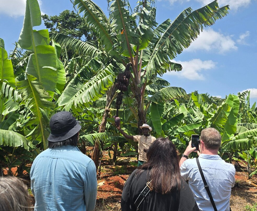 Fairview Coffee Estate-内罗毕必去景点