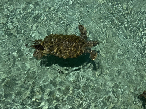 Neal Watson's Bimini Scuba Center-Alice Town必去景点