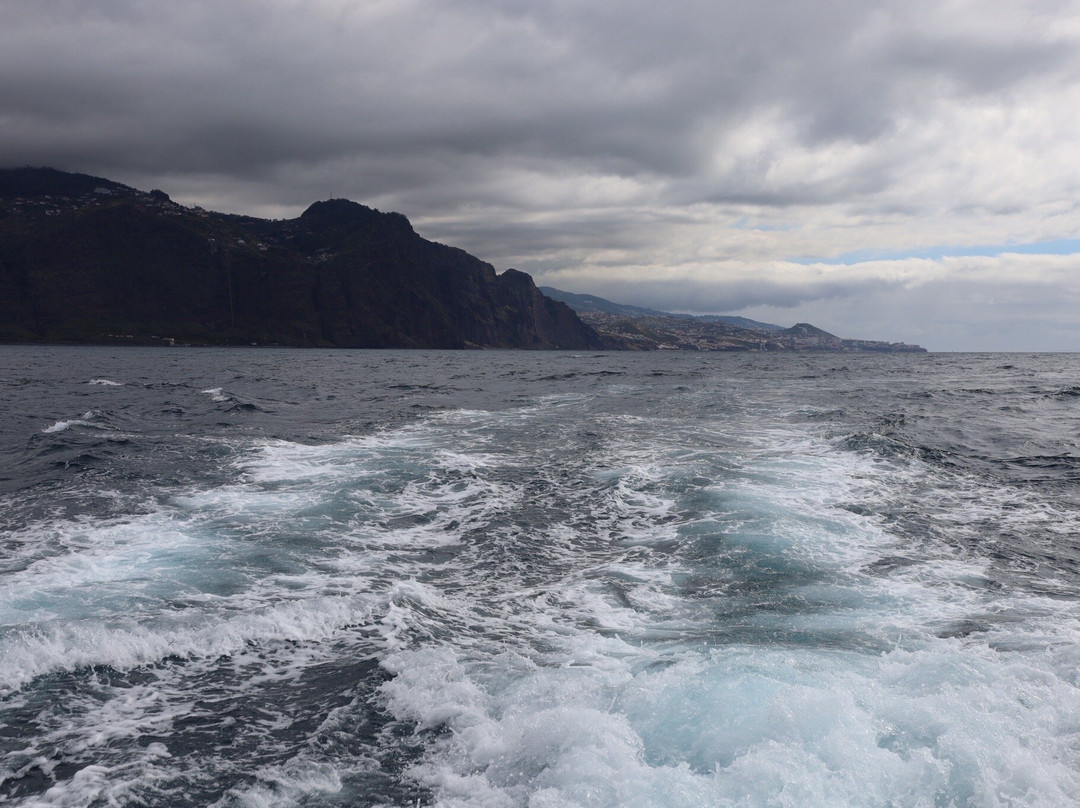 Vip Dolphins-沙尔必去景点