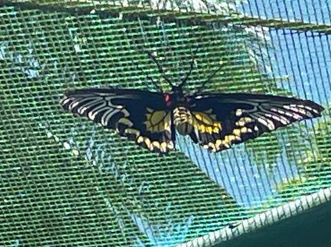 Siquijor Butterfly Sanctuary-锡基霍尔岛必去景点
