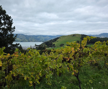 French Peak Vineyard-阿卡罗阿必去景点