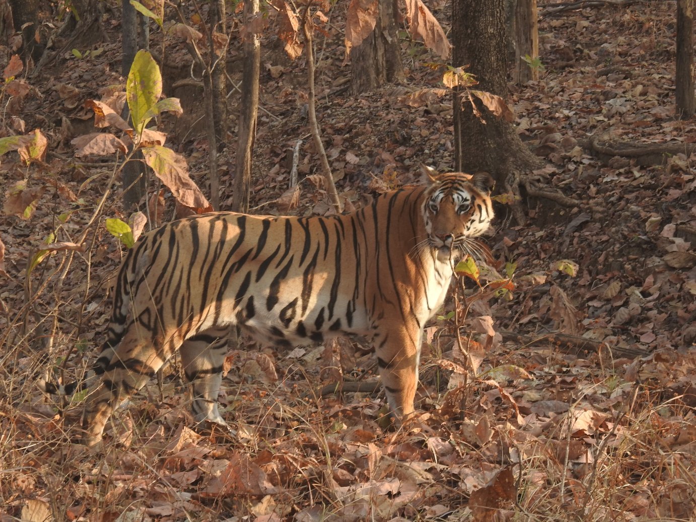 Kipling's Court-官方