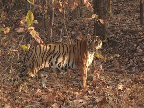 Kipling's Court主图